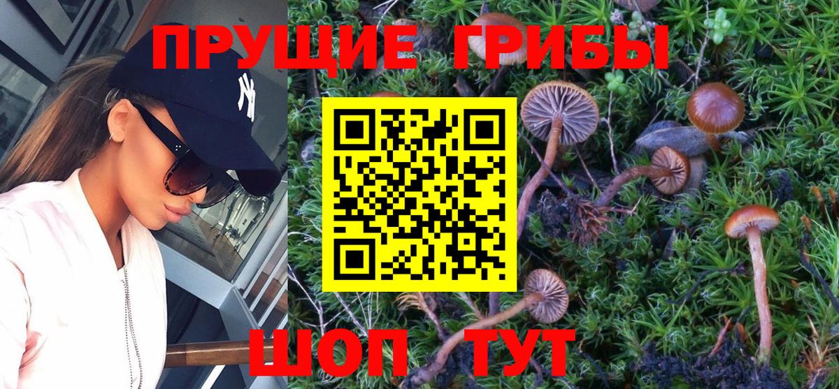 Гусиноозёрск  Галлюциногенные грибы Cubensis  Вход с VPN 